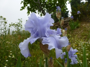 Blue iris 13 May 13 - Copy