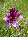 Purple orchid Apr 13 (1) - Copy