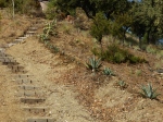 Agave planting to deposito 30 Jul 14