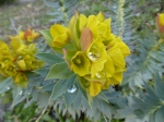 Euphorbia dew 13 Feb 15