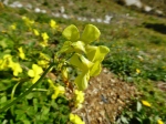 Yellow flower Oxalis Bermuda 13 Feb 15 (1)