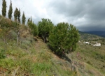 Pine grove before