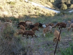 Ricardo goats by fence 1 Feb 15 (3)